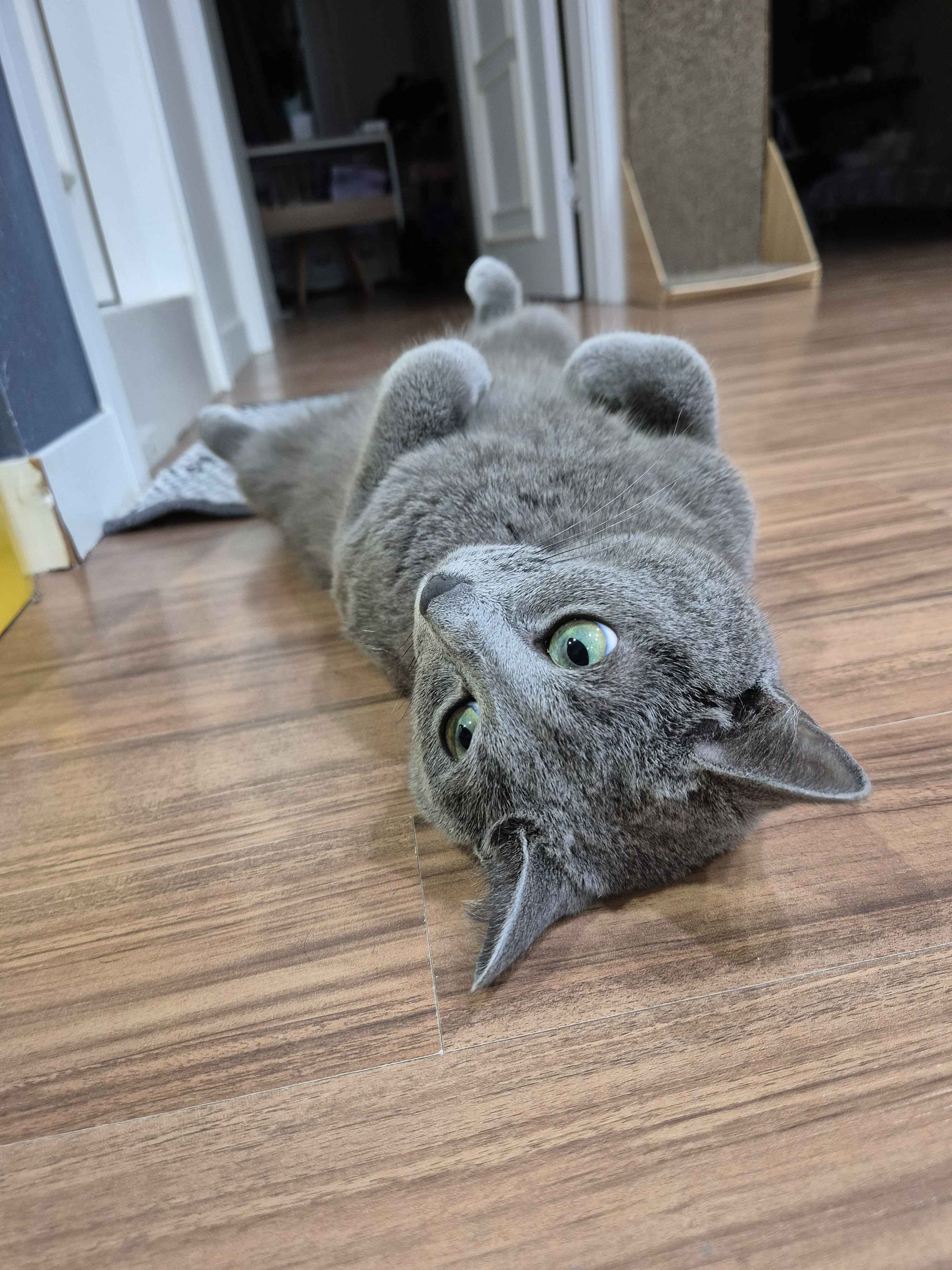 Coco lying down on the floor.
