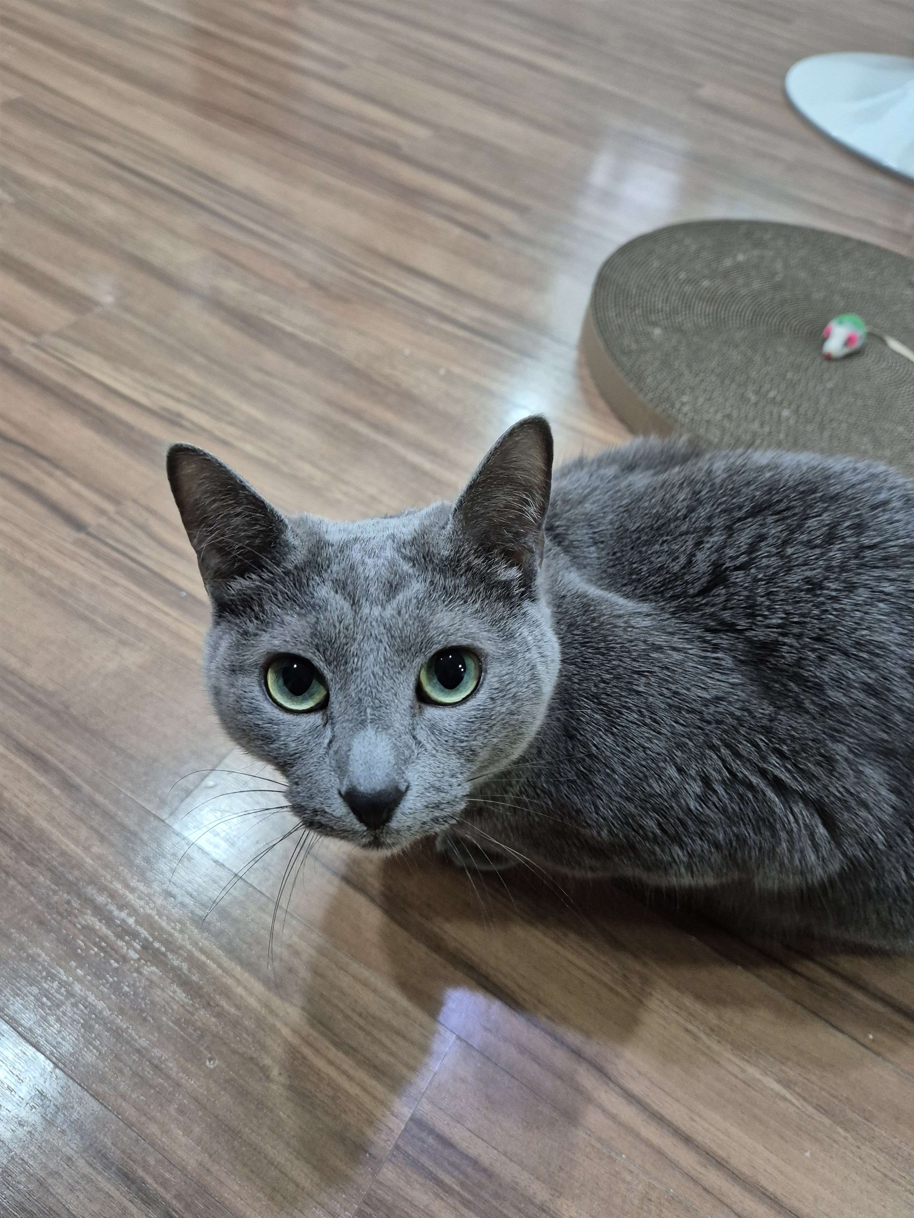 Coco looking at you from the floor.
