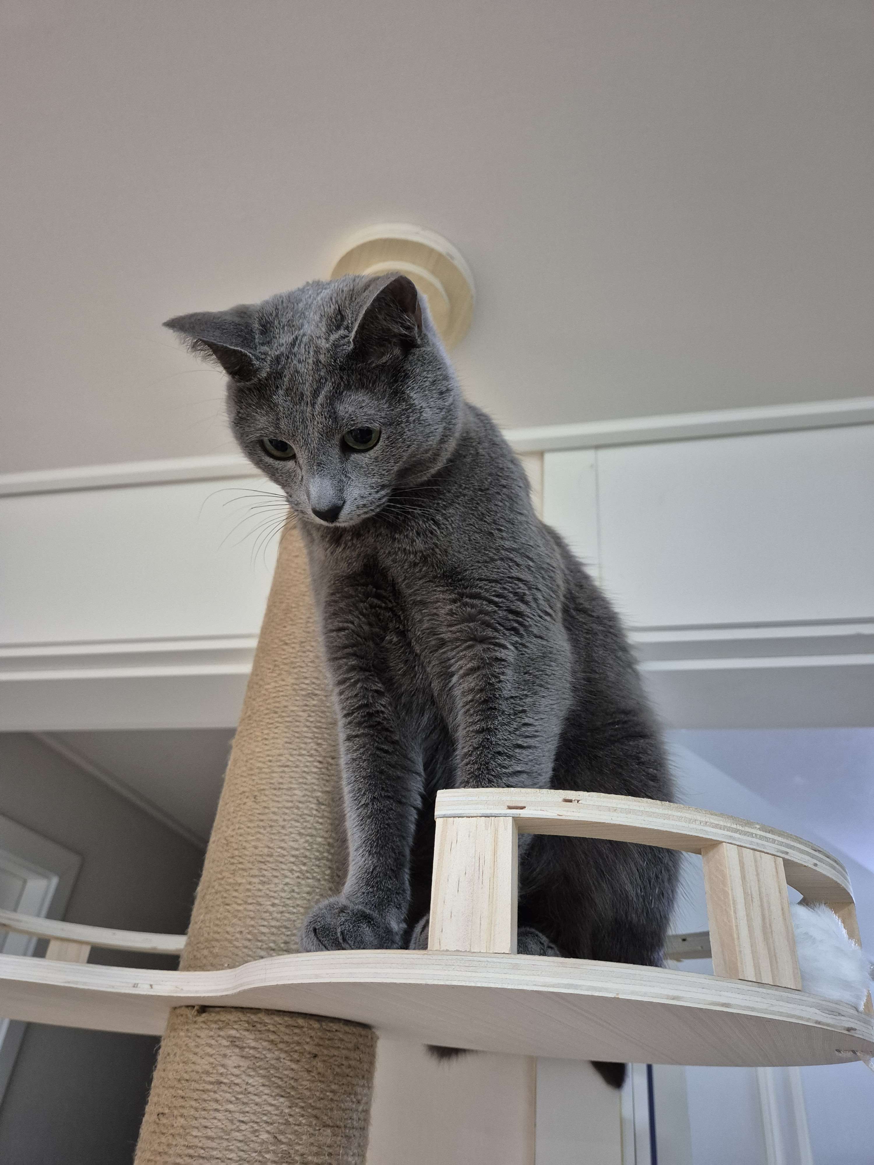 Coco looking down from the cat tower.